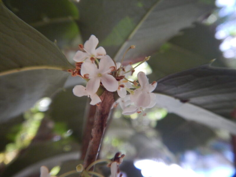 ヒイラギモクセイ 柊木犀 の花が咲いています