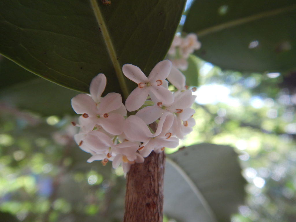 ヒイラギモクセイの花