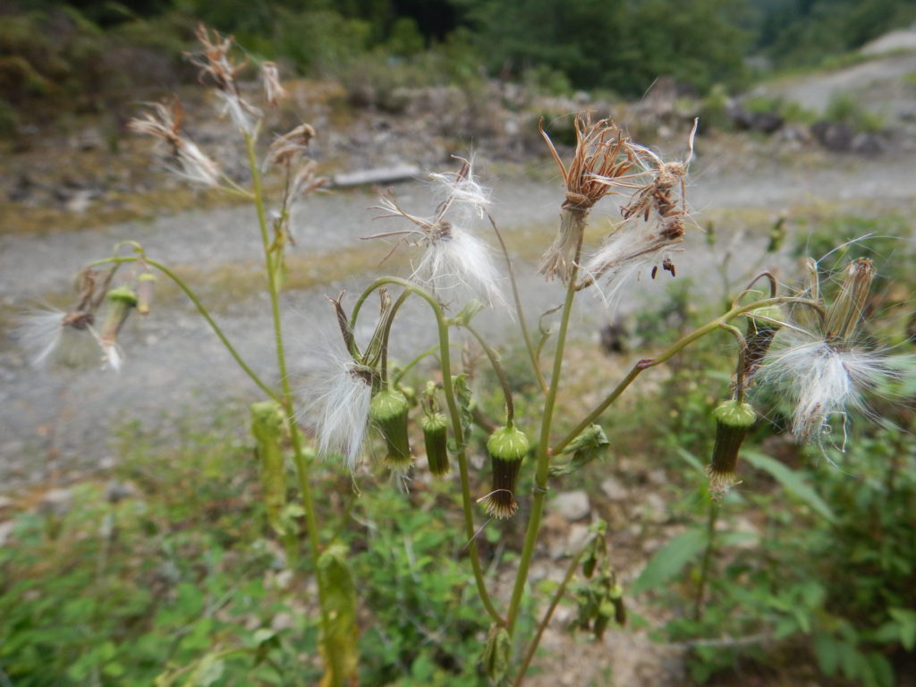 ダントボロギクの花と綿毛