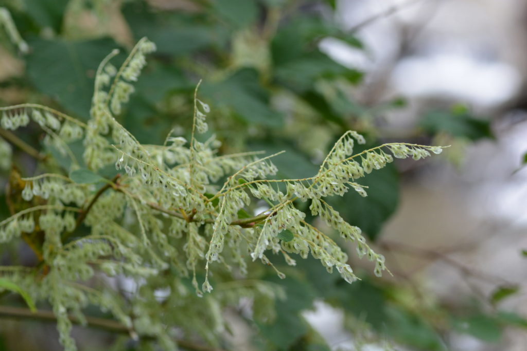近くで見たイタドリの花