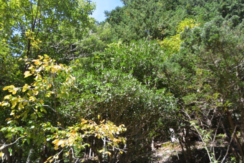 ヒイラギモクセイの樹