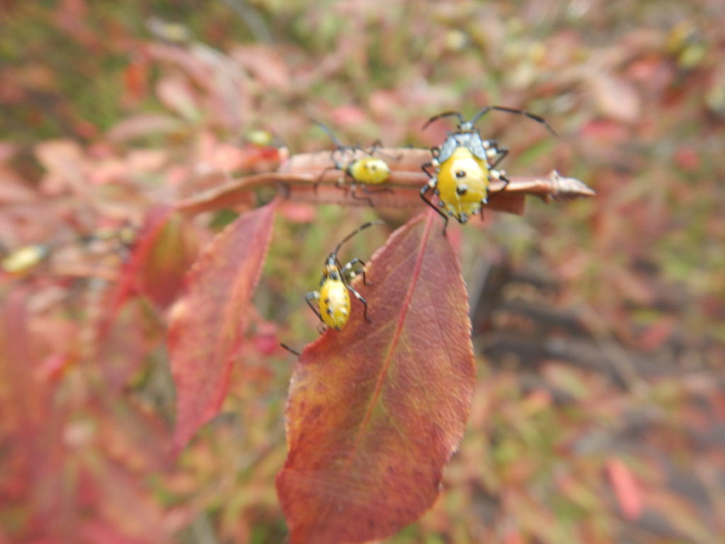 ニシキギの葉とキバラヘリカメムシ