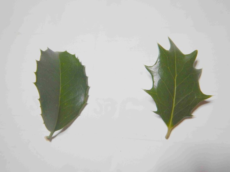 ヒイラギモクセイとヒイラギの葉（表面）