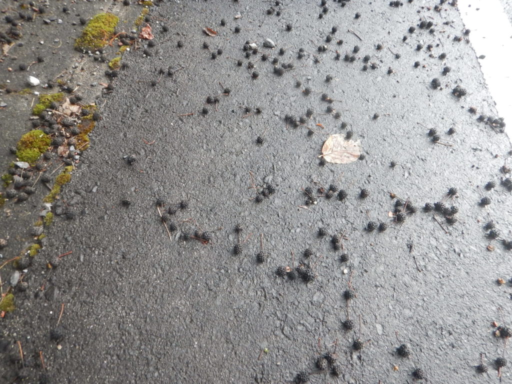 道路に落ちた実