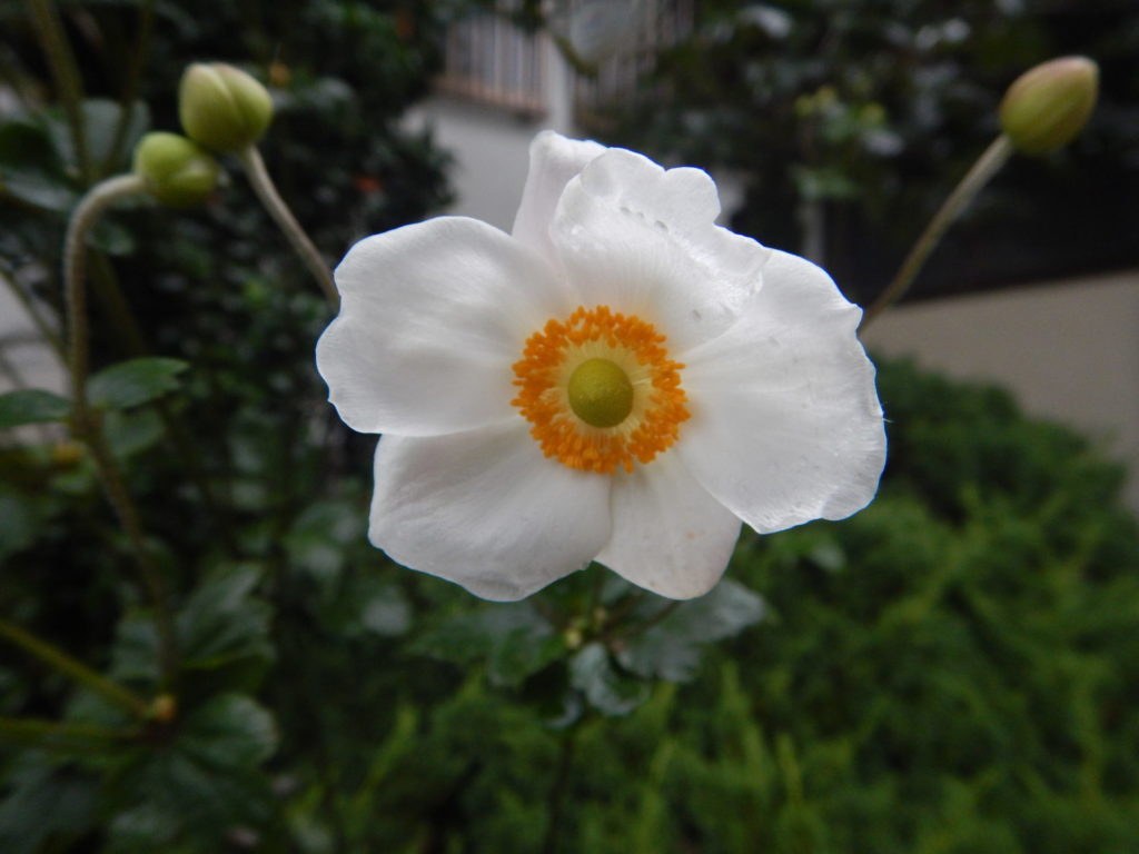 白と赤のシュウメイギク 秋明菊 山に出かけてecoライフ