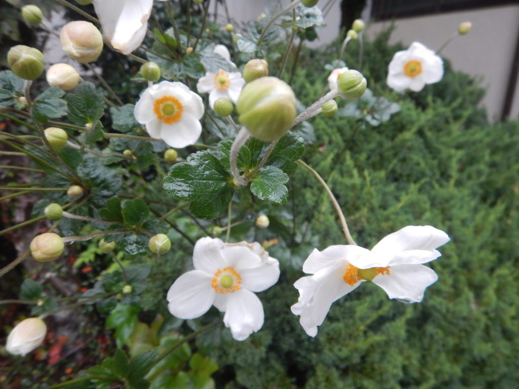 シュウメイギクの花とつぼみ