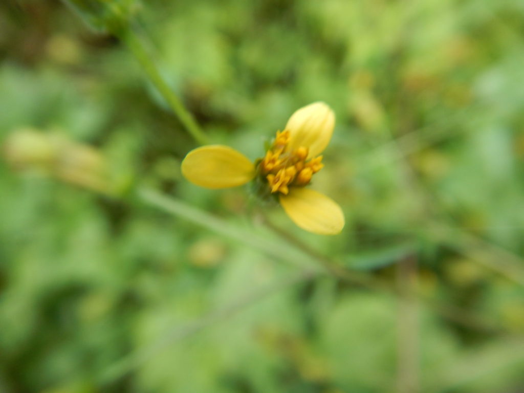 センダングサの花