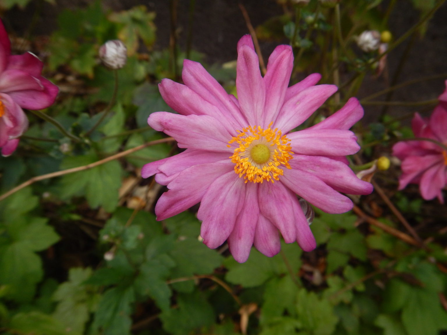 白の一重咲きや、赤で八重咲きのシュウメイギク（秋明菊）