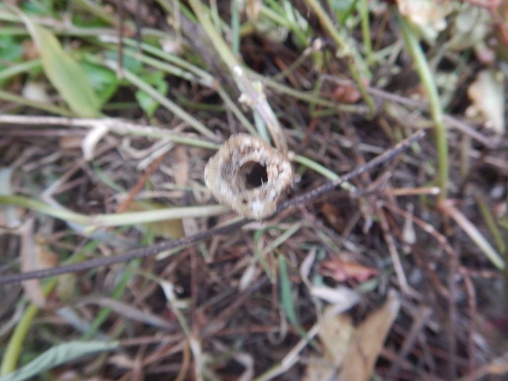 センダングサの茎の断面