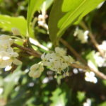 ヒイラギの花（１）