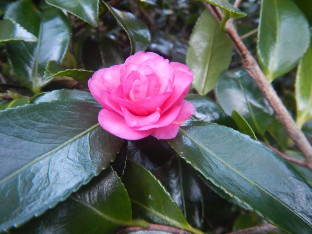 サザンカの花(1)