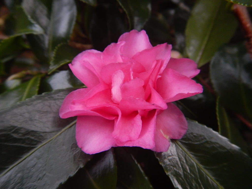 サザンカの花(2)