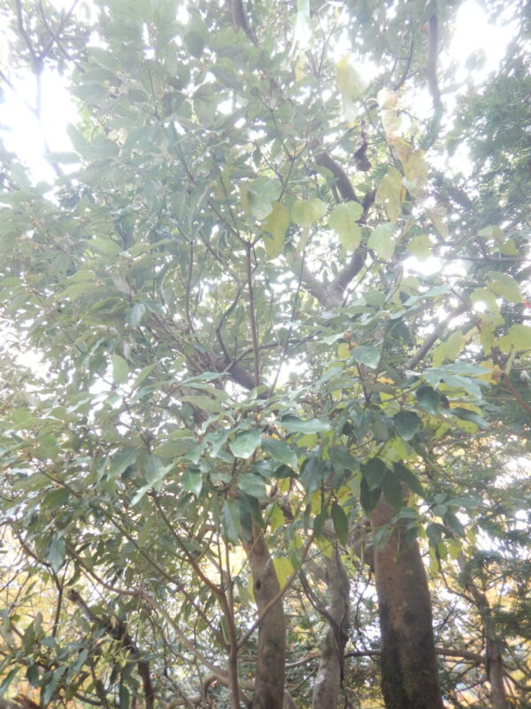 シロダモの樹