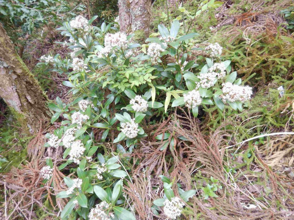 ミヤマシキミの花々