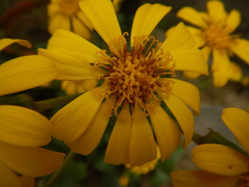 ツワブキ 石蕗 艶蕗 の花が咲いています 山に出かけてecoライフ