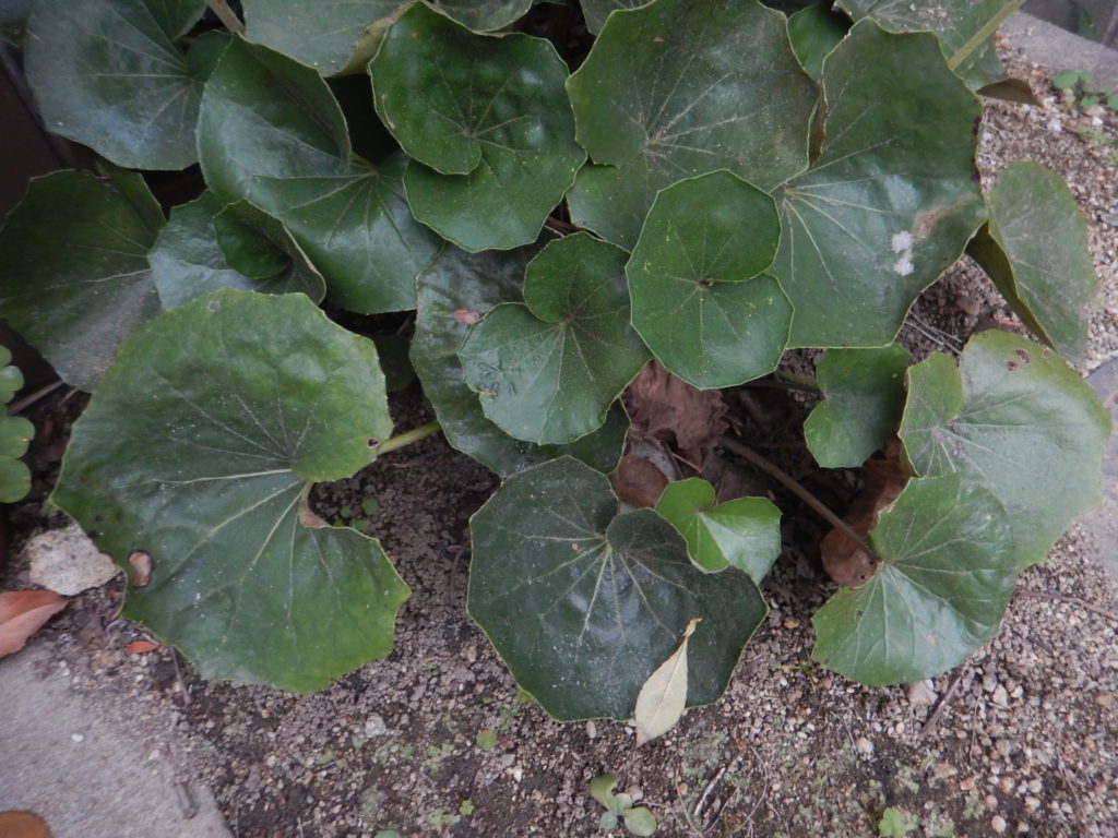 ツワブキの葉