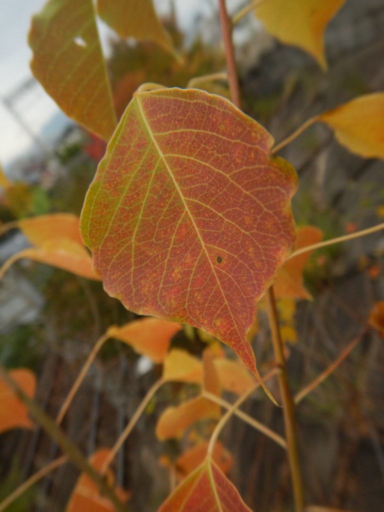 ナンキンハゼ 南京櫨 の紅葉と実