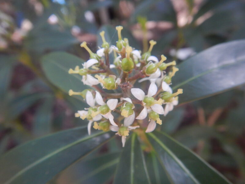 雌花