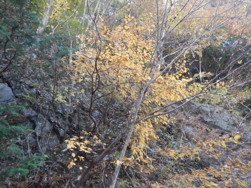 岩場のダンコウバイの紅葉