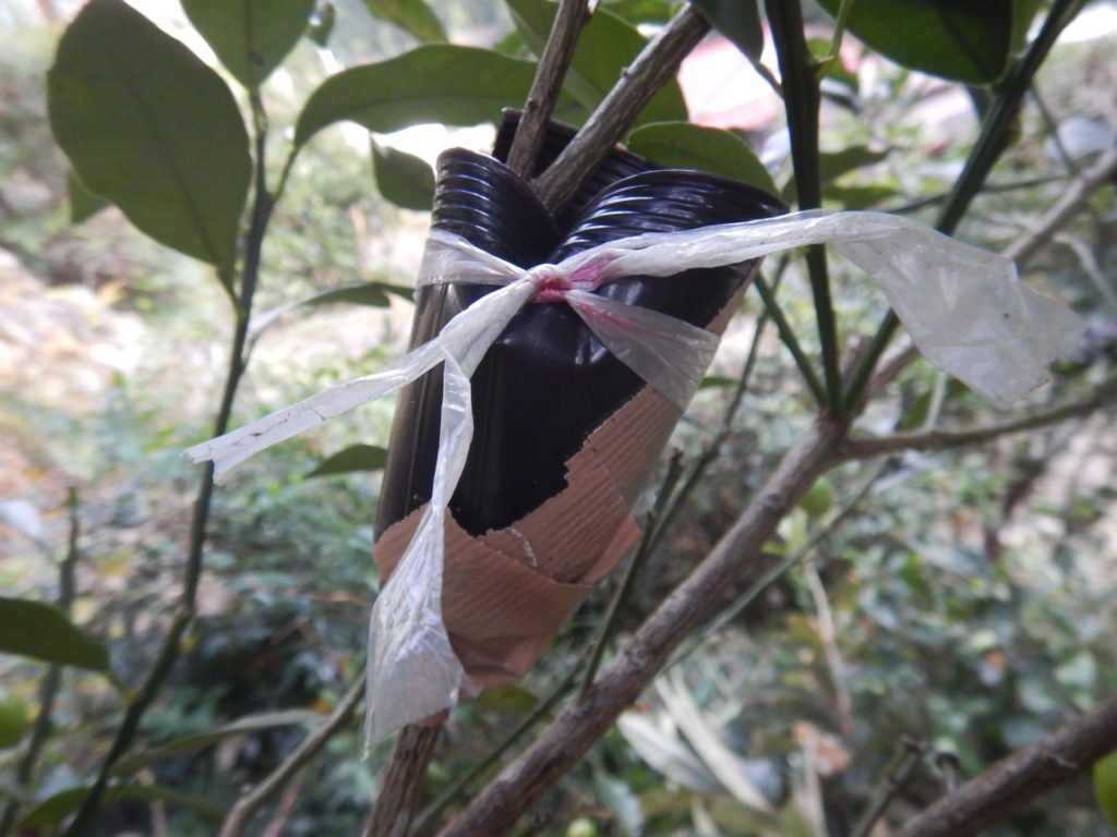キンカンの取り木