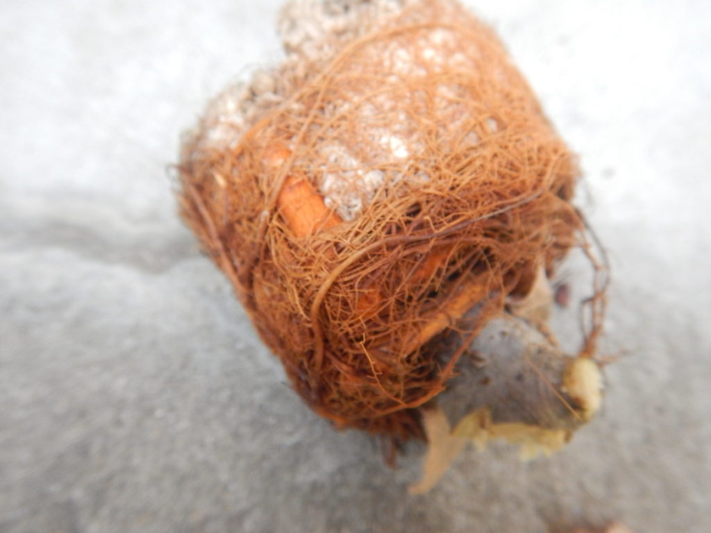 発根した根
