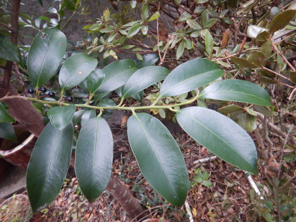 サカキの葉