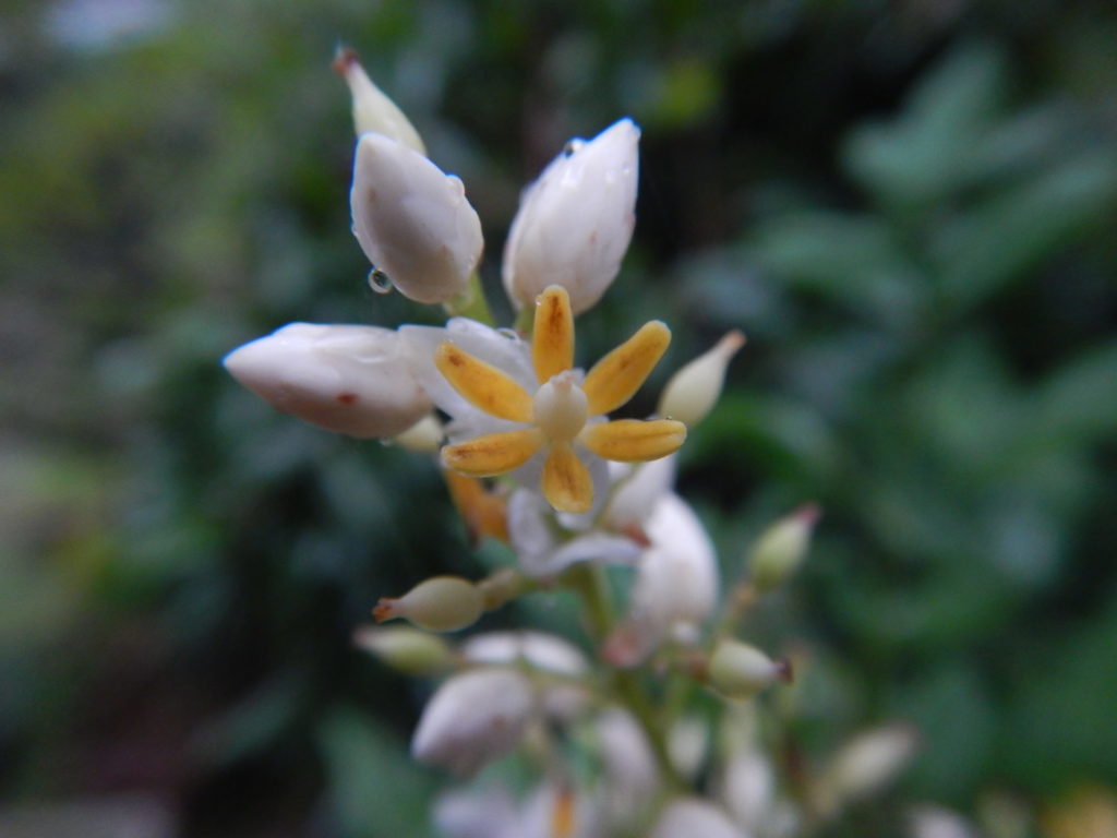 ナンテンの花