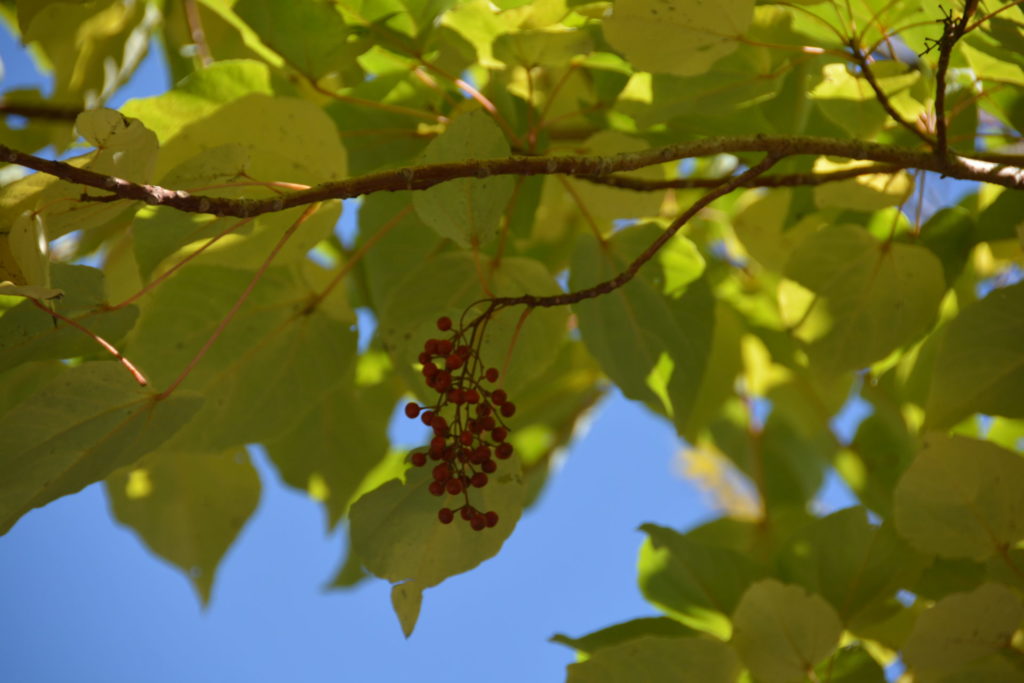 紅葉したイイギリ 飯桐 と実 山に出かけてecoライフ