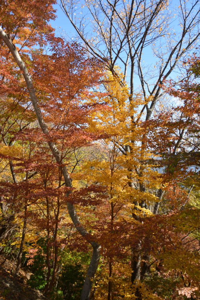 ヒメシャラ 姫沙羅 の紅葉 山に出かけてecoライフ