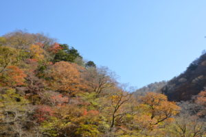雑木山の紅葉