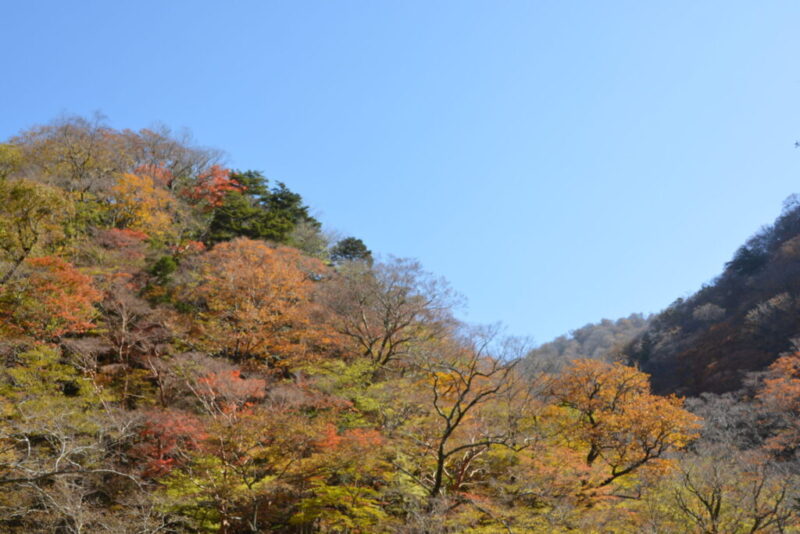 雑木山の紅葉