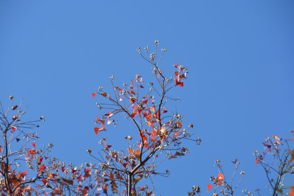 ナンキンハゼ 南京櫨 の紅葉と実