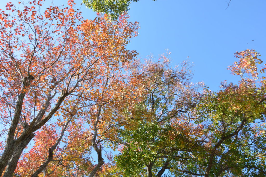 公園のナンキンハゼの紅葉