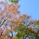 公園のナンキンハゼの紅葉