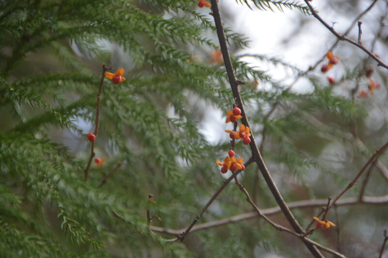 ツルウメモドキの実