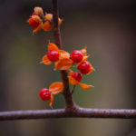 ツルウメモドキの赤い種子