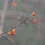 ツルウメモドキ