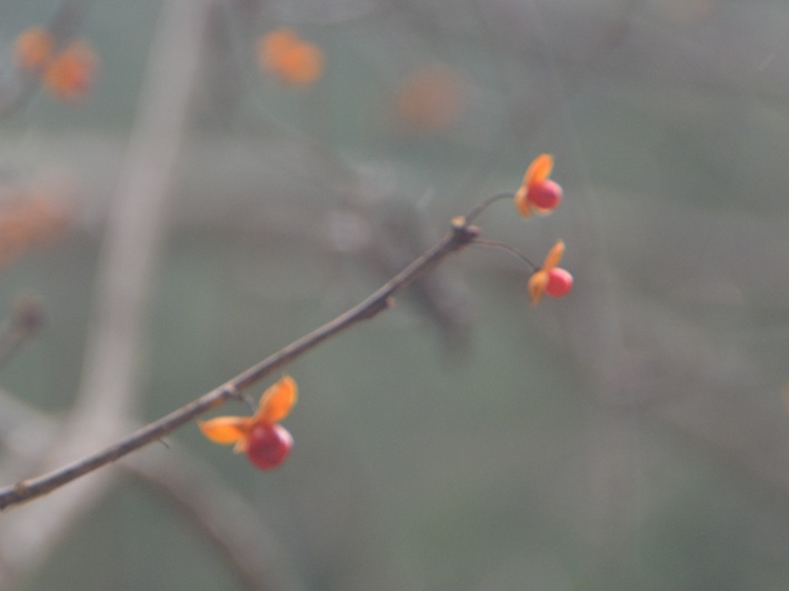 ツルウメモドキ