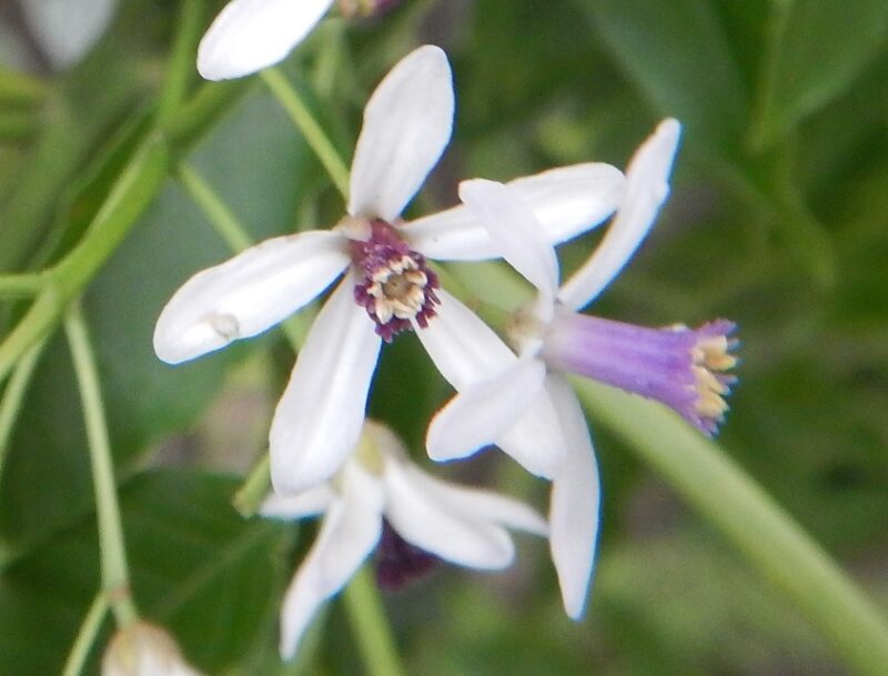 冬のセンダン 栴檀 についた 白や黄の実