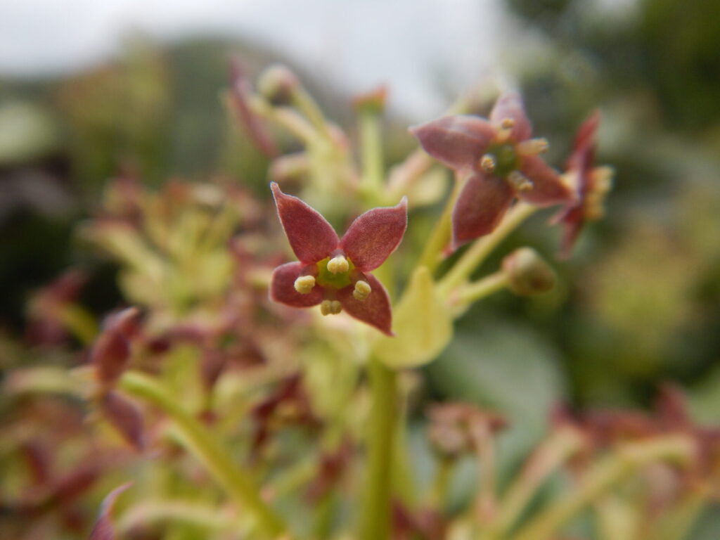 近くで見たアオキの雄花