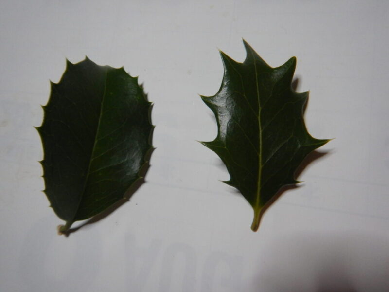 ヒイラギモクセイとヒイラギの葉（表面）