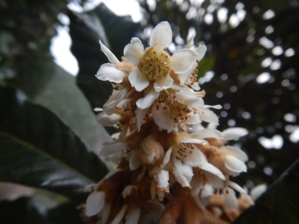 冬に咲くビワ(枇杷)の白い花 冬に咲くビワ(枇杷)の白い花