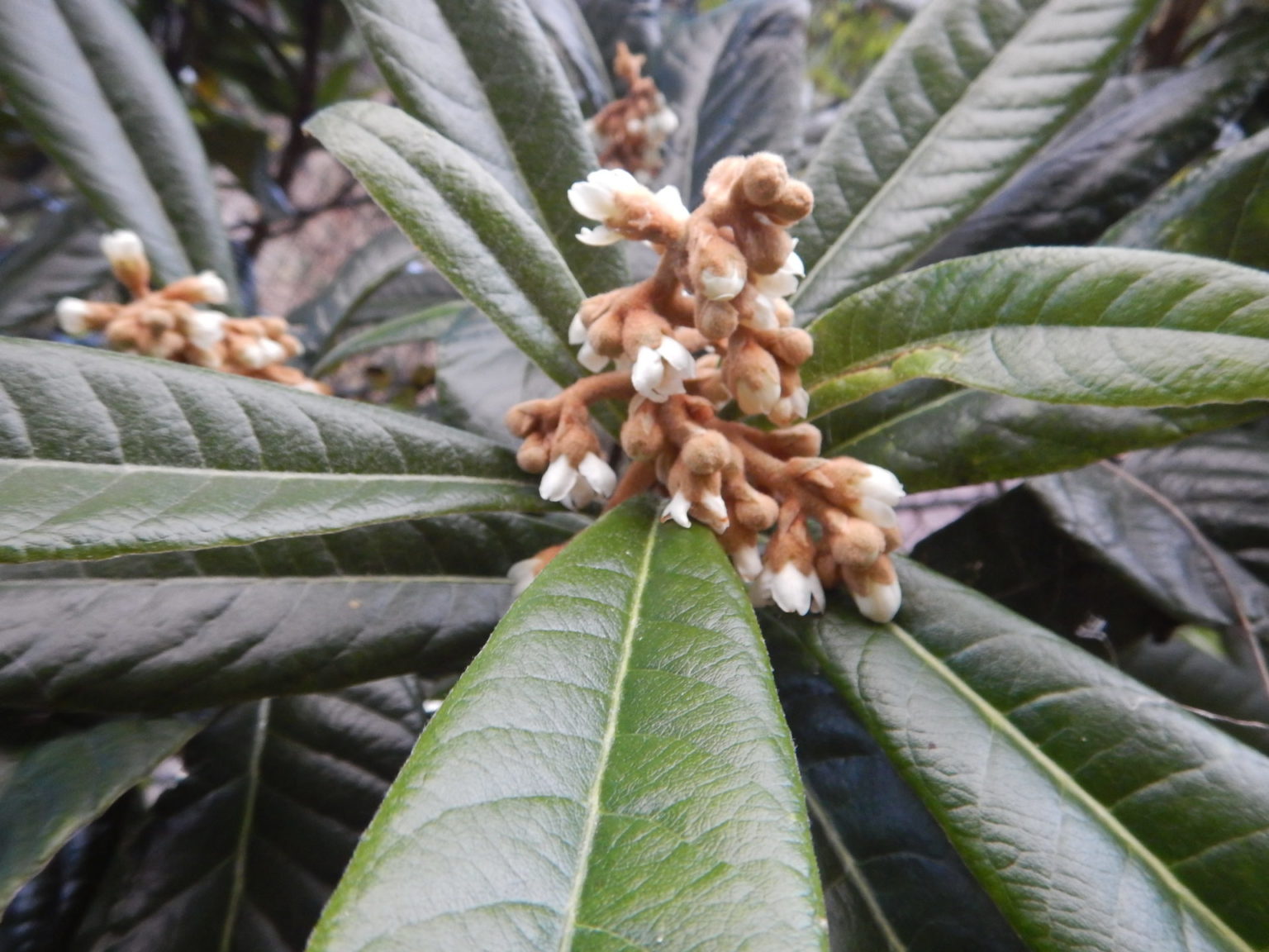 冬に咲くビワ(枇杷)の白い花 冬に咲くビワ(枇杷)の白い花