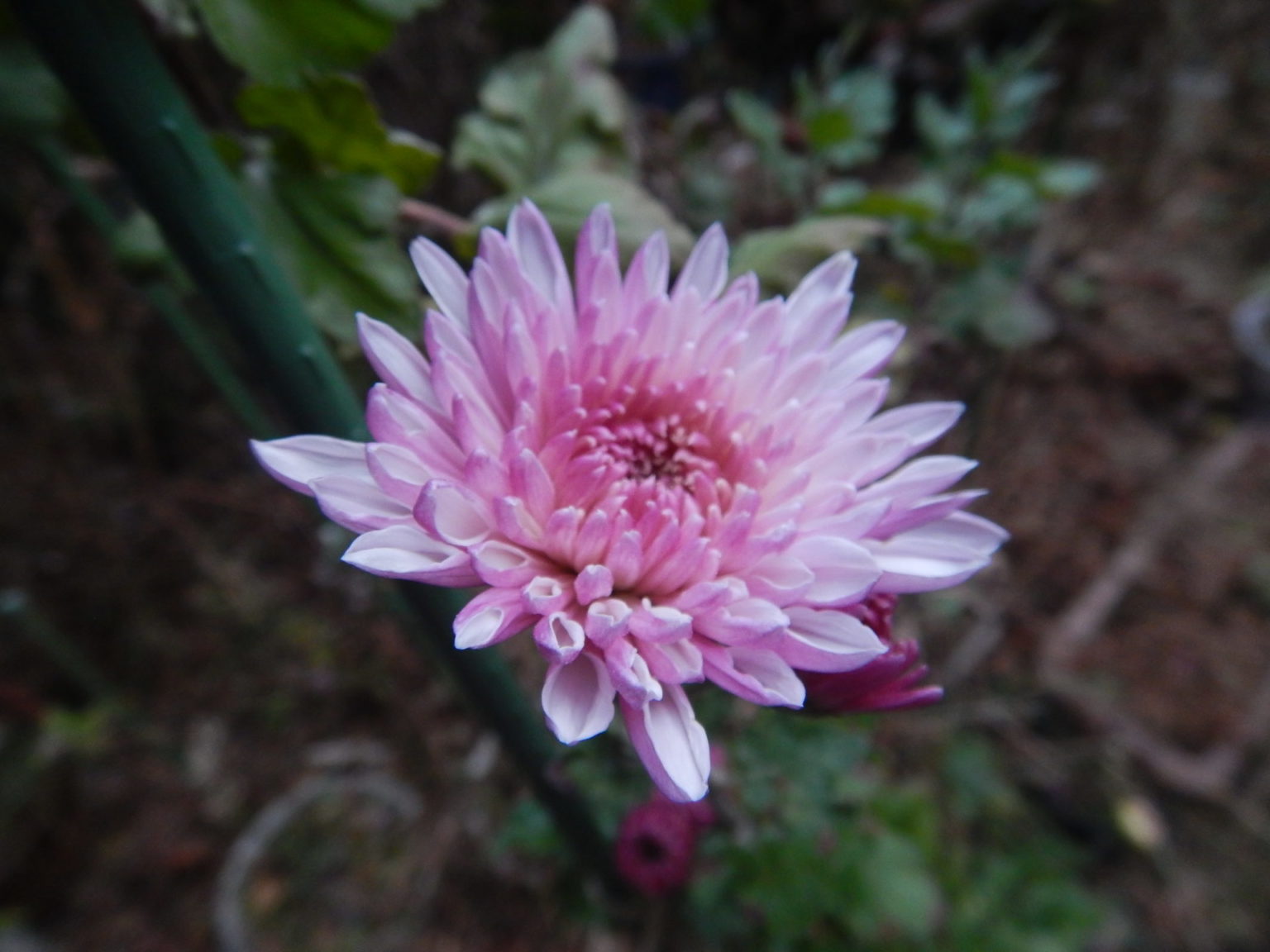 12月に、我が家の庭で咲く寒菊