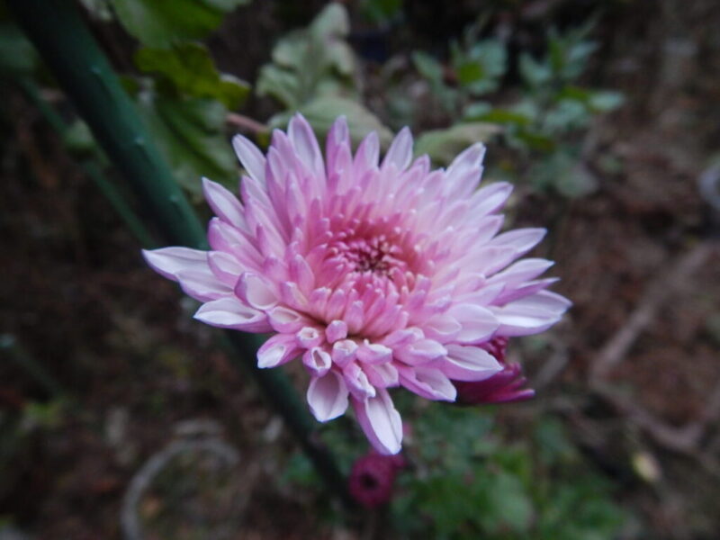 ピンクの寒菊