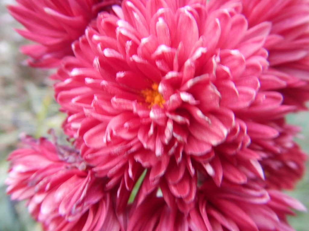 12月に、我が家の庭で咲く寒菊