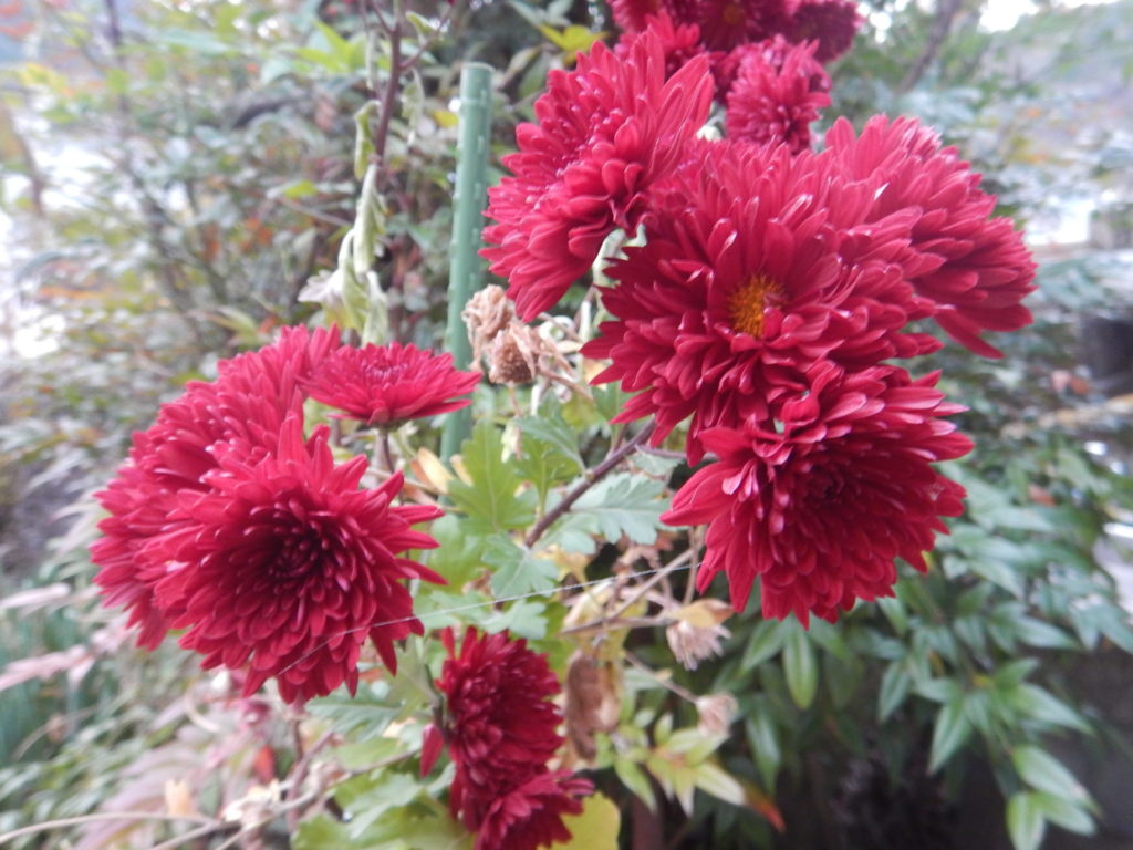 我が家の庭で咲く寒菊 山に出かけてecoライフ