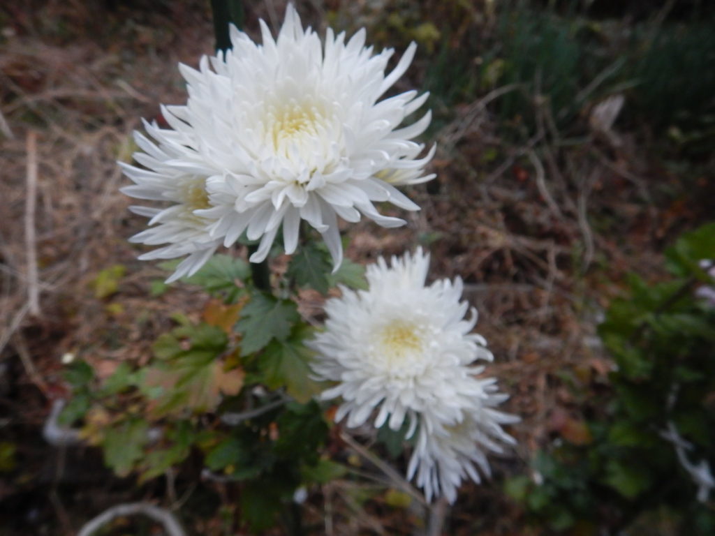 12月に、我が家の庭で咲く寒菊