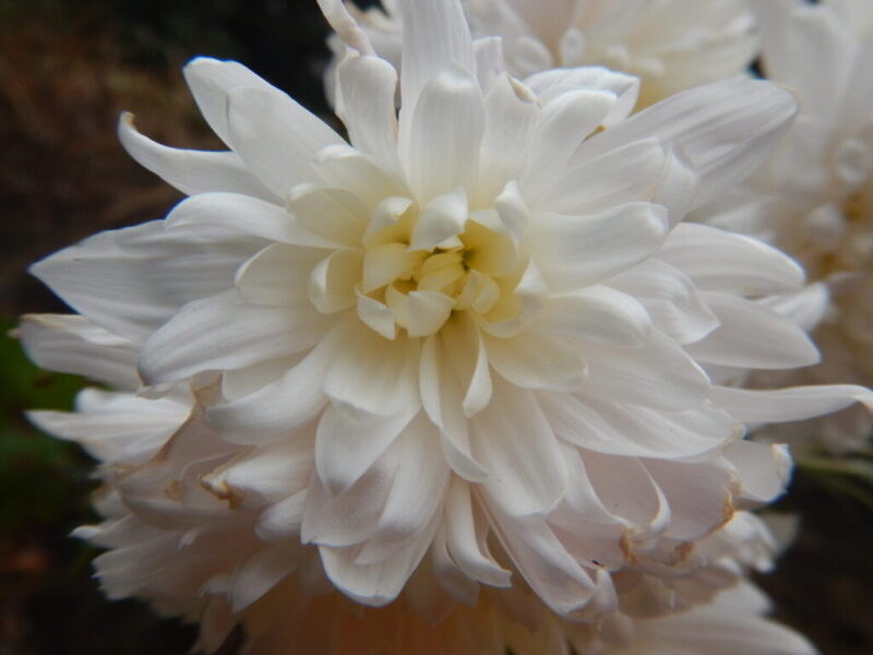 近くで見た白い寒菊