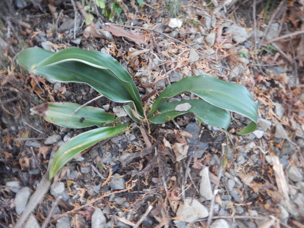 山に植えて1年のオモト